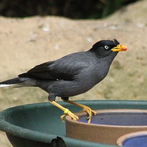 Crested myna