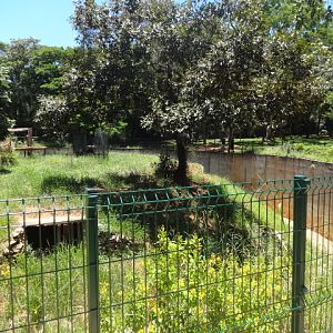 Lion exhibit - Belo Horizonte zoo