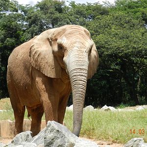 "Jamba", the elephant, at Belo Horizonte zoo