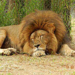 "Lolek", the lion, at Belo Horizonte zoo
