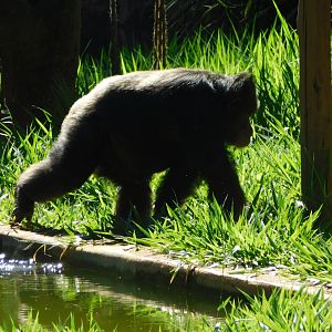 "Dorothea", the 40 yrs old chimpanzee, Belo Horizonte zoo