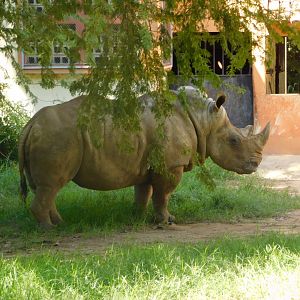 "Luna", the white rhino, Belo Horizonte zoo