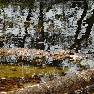 Broad snouted caiman - Belo Horizonte zoo