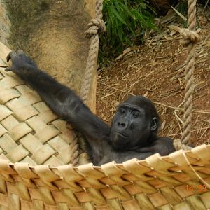 Young lowland gorilla resting - Belo Horizonte zoo