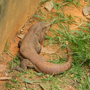 Tegu lizard, Brasilia zoo