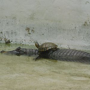 Pantanal caiman, Brasilia zoo
