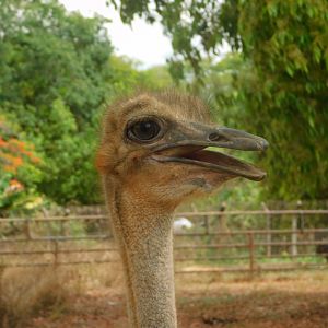 Ostrich, Brasilia zoo