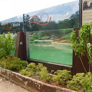Giant river otter exhibit, Brasilia zoo