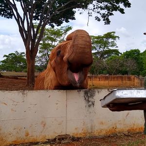 Elephant feeding, Brasilia zoo