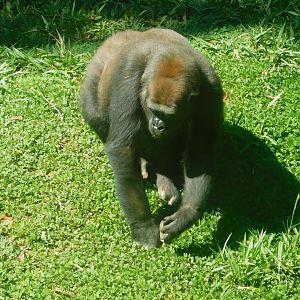 "Imbi", lowland gorilla, Belo Horizonte zoo