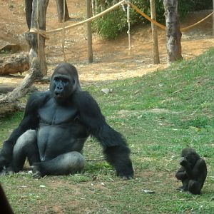 Lowland gorilla - Belo Horizonte zoo