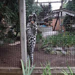 Amur Leopard stretching