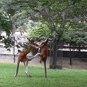 Red Kangaroos Kickboxing