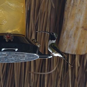 Mexican sheartail (Doricha eliza) (male)