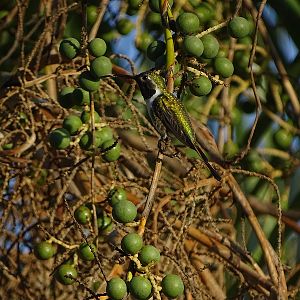 Mexican sheartail (Doricha eliza) (male)