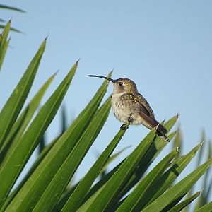 Mexican sheartail (Doricha eliza) (female)