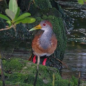Russet-naped Wood-Rail (Aramides albiventris)