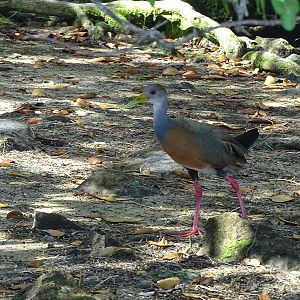Russet-naped Wood-Rail (Aramides albiventris)