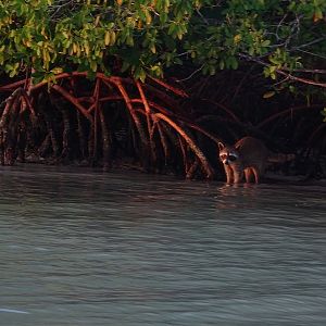 Northern raccoon (Procyon lotor)