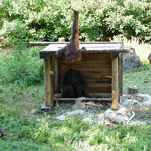 Orangutan  enclosure, August 2020