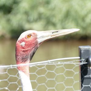 Sarus crane, August 2020
