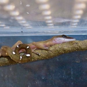 Cat Gecko (Aeluroscalabotes felinus)