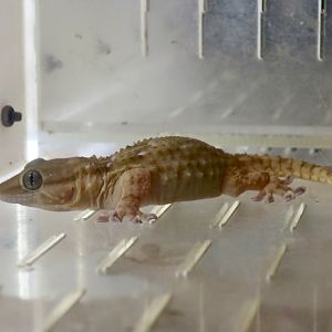 Turner's Thick-Toed Gecko (Chondrodactylus turneri)