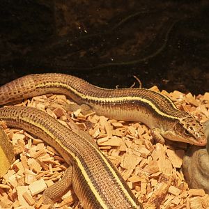 Yellow-Throated Plated Lizard (Gerrhosaurus flavigularis)