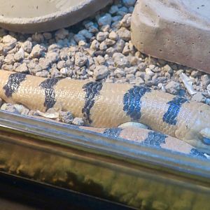 Peters's Banded Skink (Scincopus fasciatus)