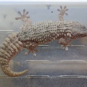 Common Wall Gecko (Tarentola mauritanica)