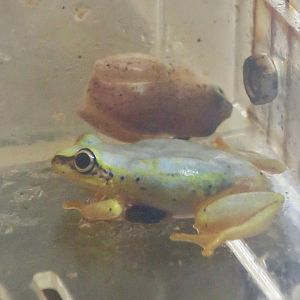 Blue-Back Reed Frog (Heterixalus madagascariensis)