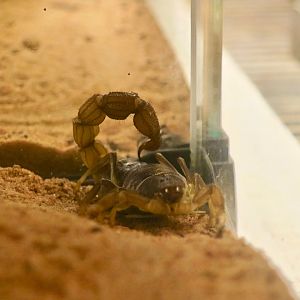 African Black-Tailed Scorpion (Parabuthus liosoma)
