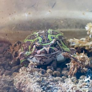 Madagascar Reed Frog (Scaphiophryne madagascariensis)
