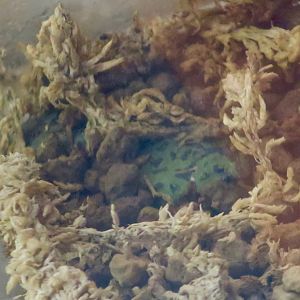 Green Burrowing Frog (Scaphiophryne marmorata)