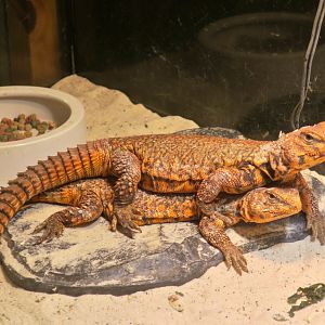 Geyr's Dabb Lizard (Uromastyx geyri)