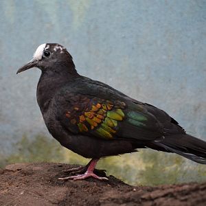 New Guinea bronzewing (Henicophaps albifrons)