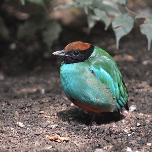 Chestnut-crowned pitta (Pitta sordida cucullata)