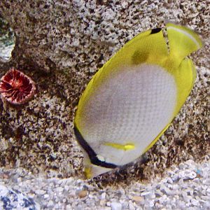 Spotfin Butterflyfish (Chaetodon ocellatus) - 2004