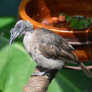 Helmeted friarbird (Philemon buceroides)