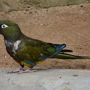 Chilean burrowing parrot (Cyanoliseus patagonus bloxami)