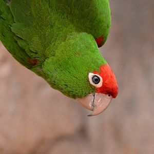 Cordilleran parakeet (Psittacara frontatus frontatus)