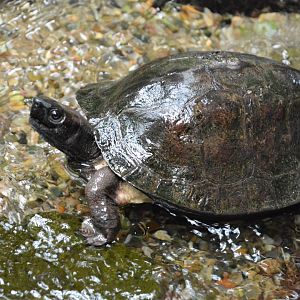 Enigmatic leaf turtle (Cyclemys enigmatica)