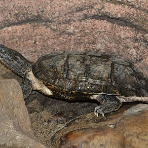 Eastern black-bridged leaf turtle (Cyclemys pulchristriata)