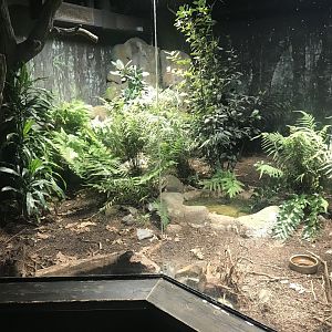 Kiwi enclosure