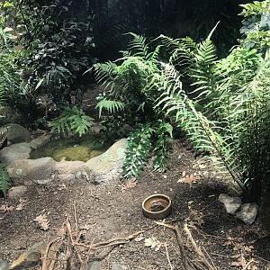 Kiwi enclosure