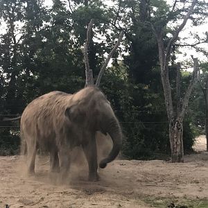 Asian elephant mid-dust bath