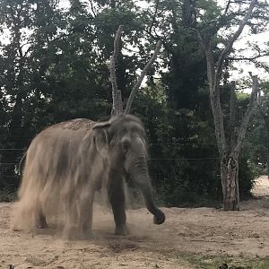 Asian elephant mid-dust bath
