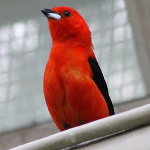 Brazilian tanager - male