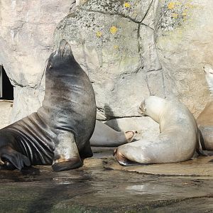 Californian sea-lions sunbathing