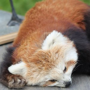 Red panda